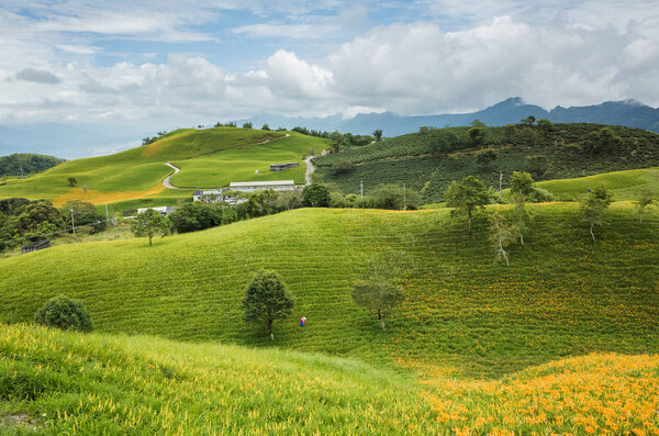 golden tiger lily farm with farmer working at the hill at Hualien, Taiwan, Asia