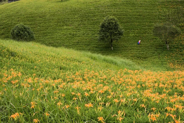 Landschap Van Tiger Lily Daglelies Bloemen Boerderij Taiwan — Stockfoto