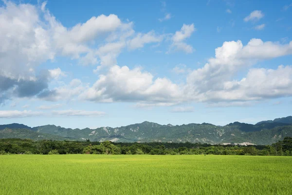 昼間の緑の水田農場風景 — ストック写真