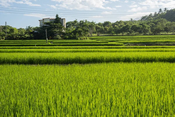 农村绿色稻田景观 — 图库照片