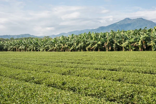 Groene Thee Boerderij Het Platteland Landschap Luye Taiwan — Stockfoto