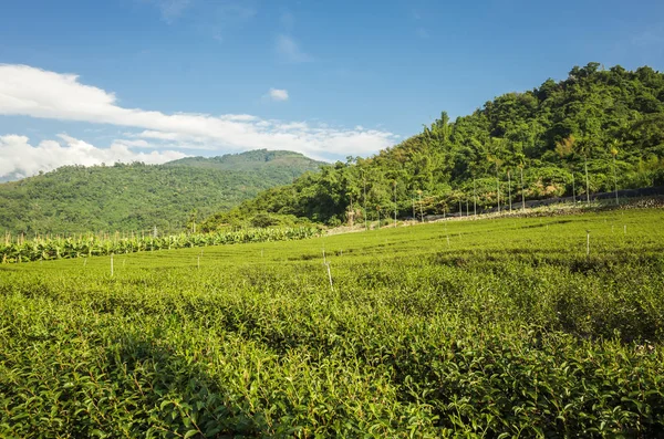 Groene Thee Boerderij Het Platteland Landschap Luye Taiwan — Stockfoto