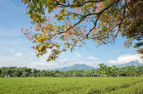 Зеленая Чайная Ферма Сельской Местности Ландшафт Луе Тайвань — стоковое фото