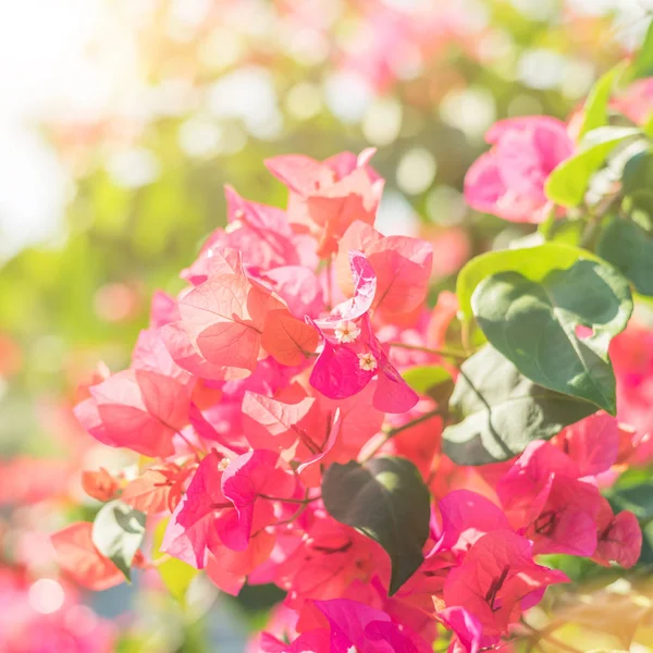 Vermelho Flores Bougainvillea Exterior Conceito Fundo Natureza — Fotografia de Stock