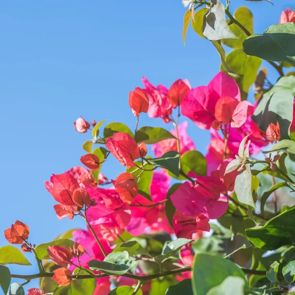 屋外の赤いブーゲンビリアの花自然背景の概念 — ストック写真