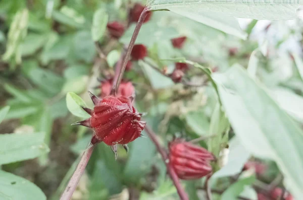 Roselle Flores Vermelhas Fazenda Luye Taitung Taiwan — Fotografia de Stock