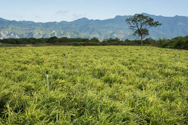 Zencefil Çiftlik Luye Taitung Tayvan Asya — Stok fotoğraf