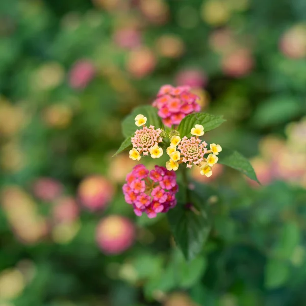 Fond Fleurs Avec Une Faible Profondeur Champ — Photo