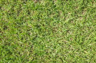 yeşil otlak doku arka planda üstten görünüm