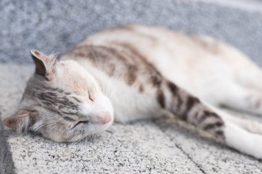 Genç gri kedi yerde uyuyor.