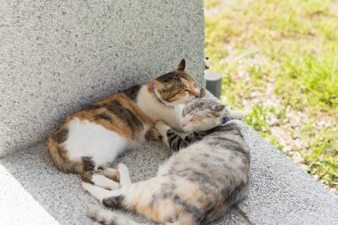 Genç kedi dışarıdaki kulakları temizlemek için annesini yalıyor.