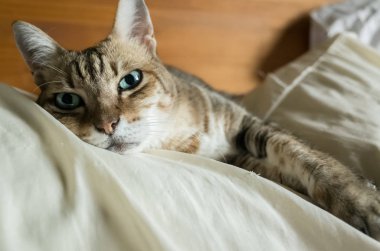 Tembel ve komik tekir kedi evde bir yatakta kal.