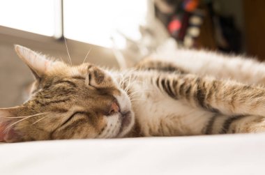 Tembel ve komik tekir kedi evde bir yatakta kal.