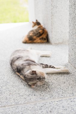 Kedi dışarıda kızıyla yatıyor.