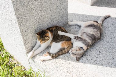 Kedi dışarıda kızıyla yatıyor.