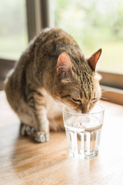 Kedi evdeki masada su içiyor.