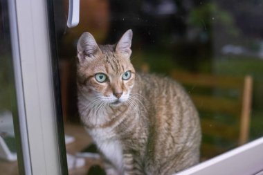 Tekir kedi pencerenin yanındaki tahta masaya otur.