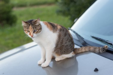 açık bir arabada otur kedi