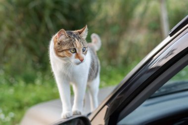 açık bir arabada otur kedi
