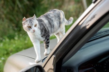 açık bir arabada otur kedi