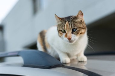 açık bir arabada otur kedi