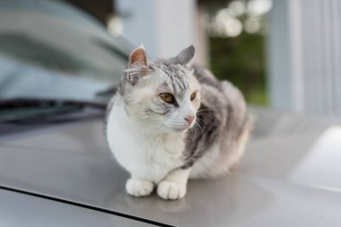 açık bir arabada otur kedi