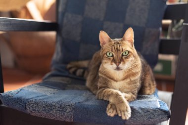 Şişko evcil kedi evdeki sandalyeye oturur.