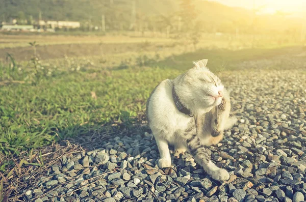 Kleine Katze Juckt Freien — Stockfoto