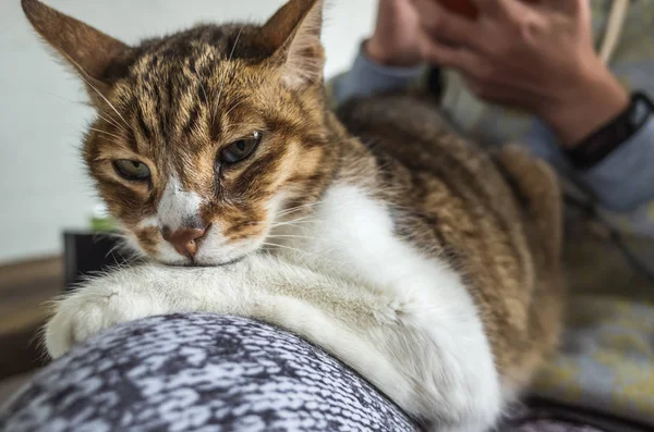 Gato Con Celular Gato Viejo Sentado Muslo Una Mujer — Foto de Stock