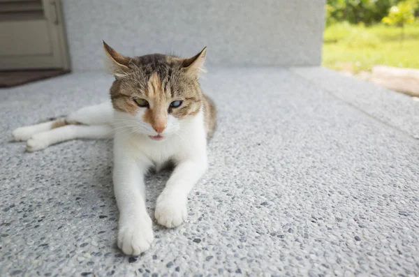 Pequeño Gato Cansado Dormitar Dormir Exterior — Foto de Stock