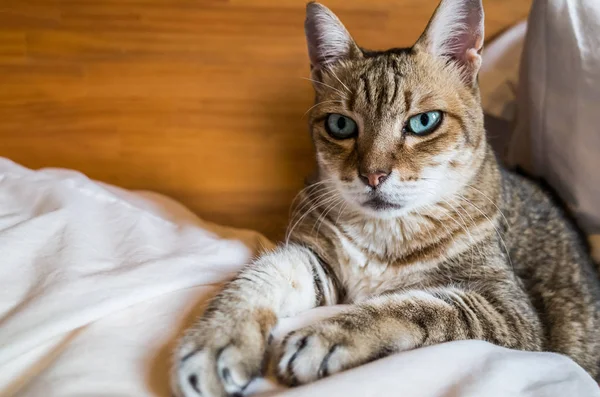 Perezoso Divertido Tabby Gato Estancia Cama Casa — Foto de Stock