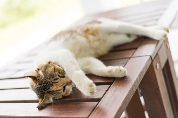 Kleine Katze Schläft Und Liegt Auf Holztisch Freien — Stockfoto