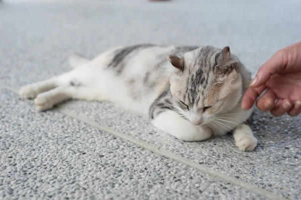 Прикоснуться Спящей Кошке Лежащей Земле Снаружи — стоковое фото