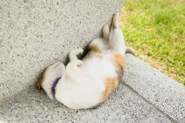 Pequeno Gato Dormir Uma Pose Engraçada Exterior — Fotografia de Stock