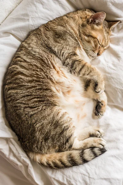 Lui Grappig Tabby Kat Verblijf Een Bed Thuis — Stockfoto