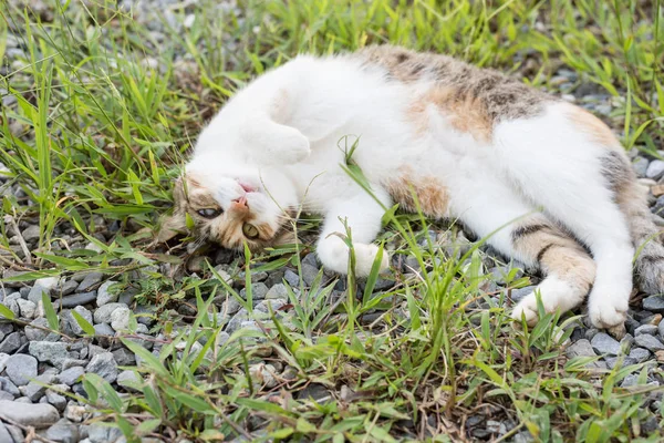 Pequeño Gato Dormir Divertido Pose Exterior — Foto de Stock