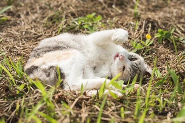 Kleine Katze Schläft Auf Der Wiese Freien — Stockfoto