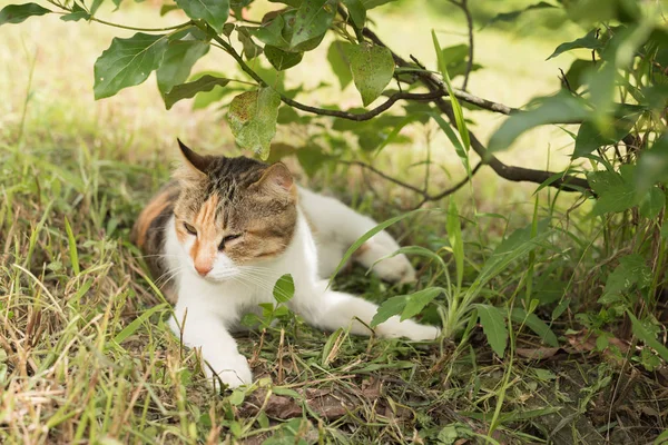 屋外の木の下で猫が寝ています — ストック写真
