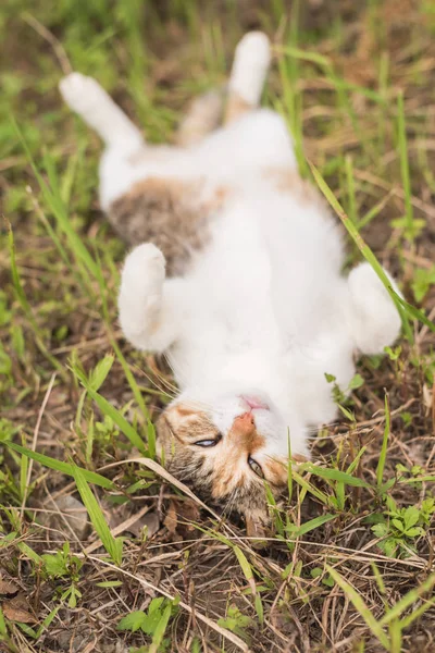 Komik Kedi Uyku Açık Otlakta — Stok fotoğraf