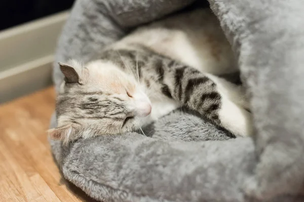 cat sleep at a nest at home