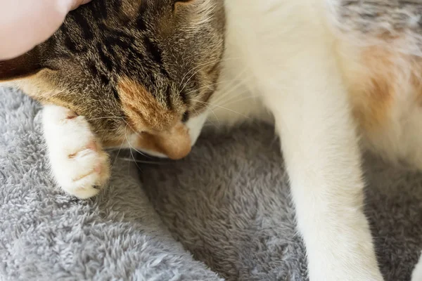 Gato Dormir Nido Casa — Foto de Stock