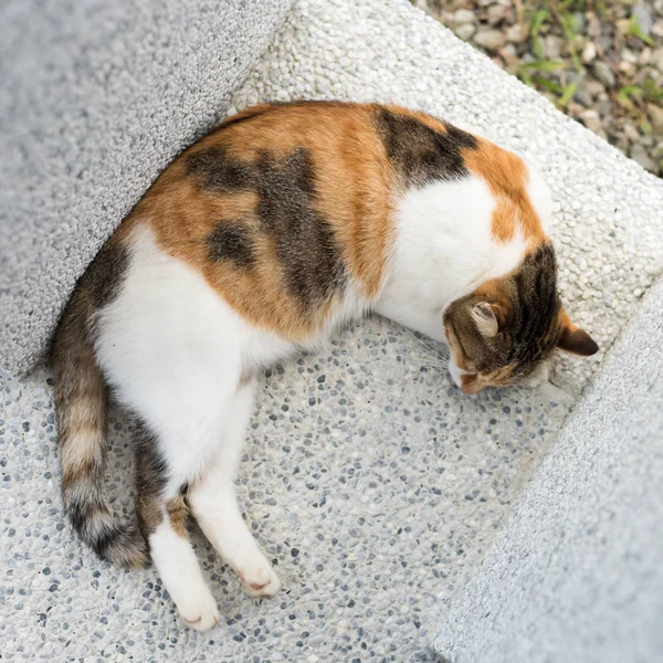 Cansado Pequeno Gato Doze Dormir Exterior — Fotografia de Stock