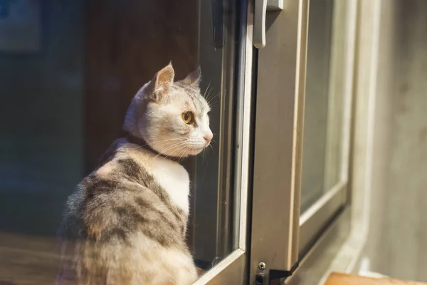 Γάτα Σταντ Και Περιμένω Κοντά Στο Παράθυρο Νύχτα — Φωτογραφία Αρχείου