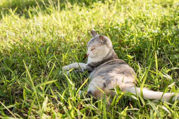 고양이는 야외의 초원에서 — 스톡 사진