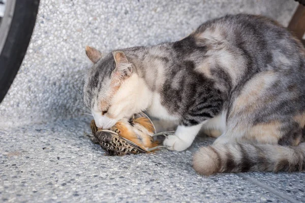 在户外捕捉和猎杀一只鸟的小猫咪 — 图库照片