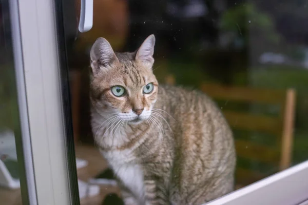 Tabby Kot Siedzieć Drewnianym Stole Pobliżu Okna — Zdjęcie stockowe
