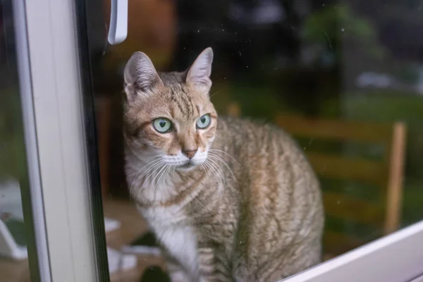 胖胖的猫坐在靠近窗户的木制桌子上 — 图库照片