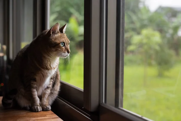 Tabby Γάτα Κάθονται Στο Ξύλινο Τραπέζι Κοντά Στο Παράθυρο — Φωτογραφία Αρχείου