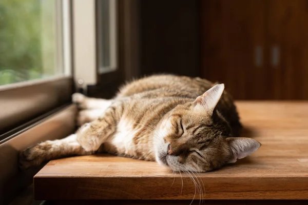 Gato Perezoso Durmiendo Escritorio Madera —  Fotos de Stock