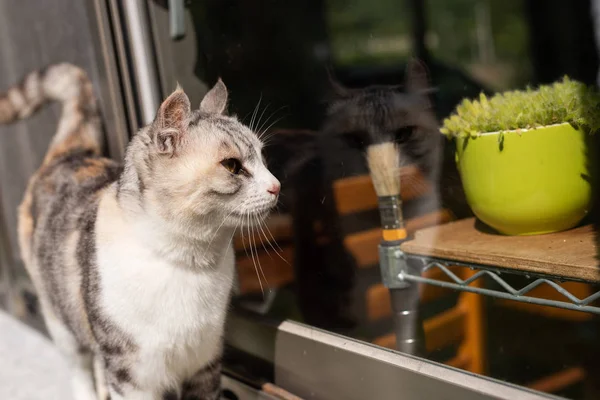 Kucing Warna Abu Abu Berdiri Dekat Jendela Luar Rumah — Stok Foto